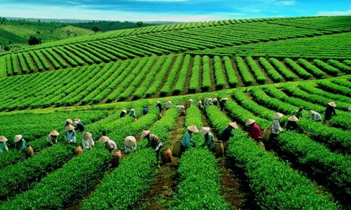 Giá chè xuất khẩu thấp do chưa xây dựng được thương hiệu