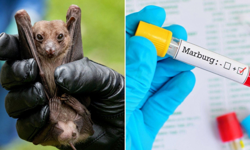 Nguy cơ bệnh Marburg xâm nhập vào TP.HCM ra sao?
