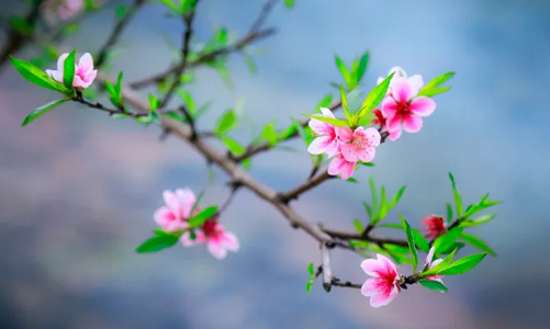 Sẽ trình Thủ tướng phương án nghỉ Tết 9 ngày