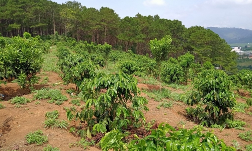 Lâm Đồng: Giá đất ở đô thị tại huyện Đức Trọng và Đà Lạt được điều chỉnh cao nhất