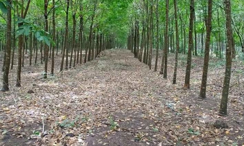 Thu hồi hơn 48 ha đất của Tổng công ty Cao su Đồng Nai