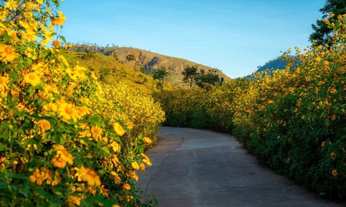 Gia Lai sắp diễn ra Tuần lễ Hoa dã quỳ - Núi lửa Chư Đang Ya 2024