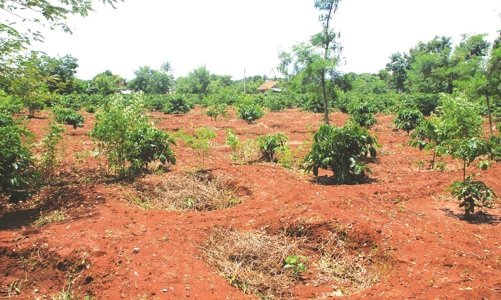 Đắk Lắk dự kiến thu hồi gần 128.000 ha đất rừng bị lấn chiếm