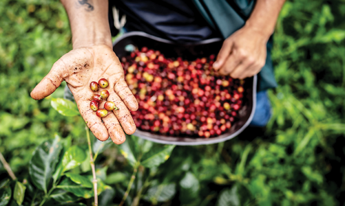 Biến đổi khí hậu khiến hàng tiêu dùng thành “xa xỉ”