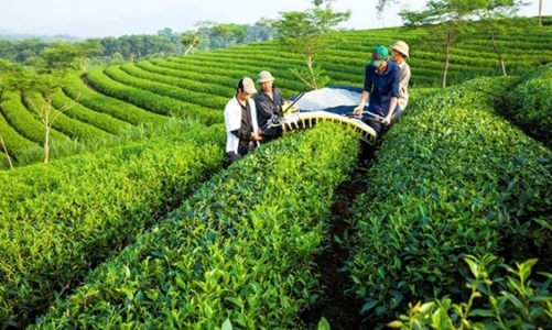 Ngành chè cần chuyển đổi sản xuất để thoát ra khỏi “bẫy” giá rẻ