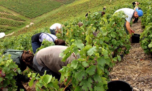 Mạo danh doanh nghiệp thu tiền trái phép đưa lao động đi nước ngoài