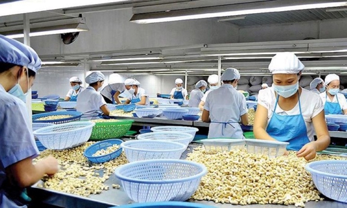 Việt Nam tiếp tục giữ vững vị trí số 1 thế giới về xuất khẩu điều nhân chế biến