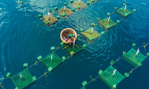 Ngành thủy sản chủ động ứng phó với biến đổi khí hậu và thiên tai