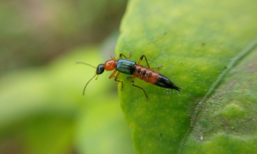 Nhiều người dân Hà Nội “dính độc” kiến ba khoang