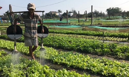 Làng rau Trà Quế được công nhận “Làng Du lịch tốt nhất” năm 2024