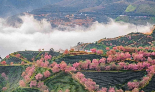 Hơn 130 doanh nghiệp chung tay kích cầu du lịch Sapa