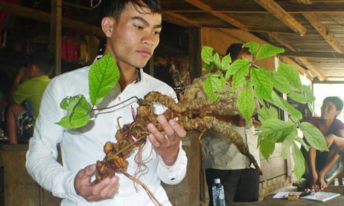 Quảng Nam muốn trồng 10.000ha Ngọc Linh 