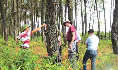 Phấn đấu đến năm 2030 có 1 triệu ha rừng đạt chứng chỉ bền vững