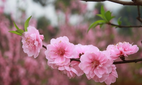 Thủ tướng đồng ý nghỉ Tết Ất Tỵ 9 ngày, từ 26 tháng Chạp