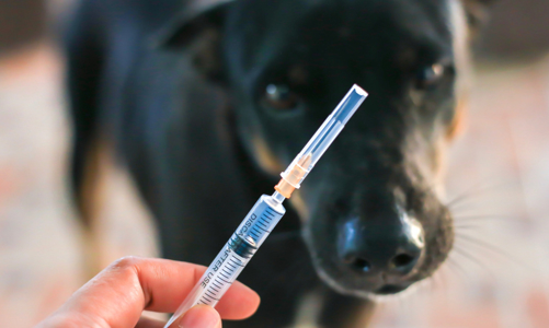 Hơn 80 ca tử vong vì bệnh dại, Bộ Y tế ra khuyến cáo phòng bệnh