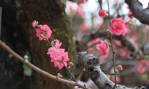 Tăng tốc, bứt phá thực hiện thắng lợi các mục tiêu, nhiệm vụ kinh tế - xã hội năm 2025