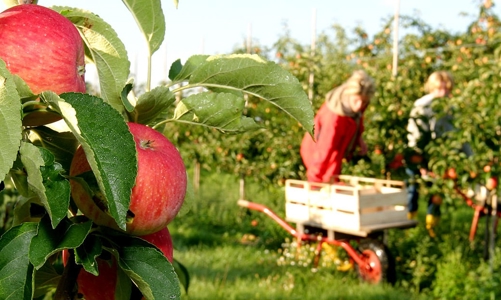 Bắt đầu tuyển chọn lao động sang làm việc tại Australia 