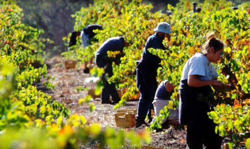 Đã có 6 doanh nghiệp được lựa chọn đưa lao động sang làm việc tại Australia