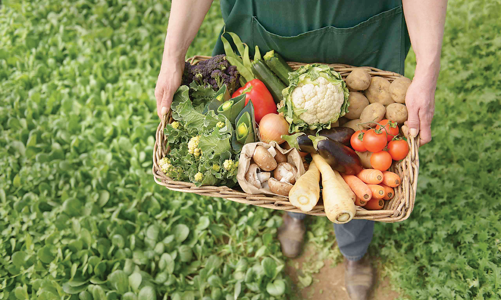 Nông sản hữu cơ chiếm ưu thế vượt trội