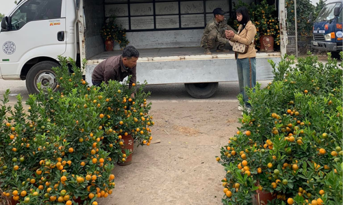 Các “vựa” quất cảnh miền Bắc nhộn nhịp vào vụ Tết