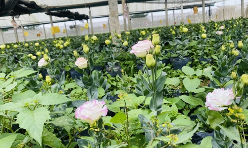 Làng hoa Đông Cương vào vụ Tết