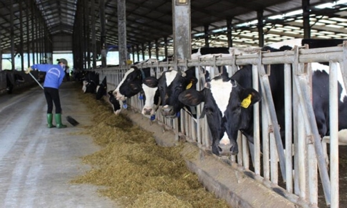 Phát triển chăn nuôi tuần hoàn: “Lực đẩy” cho sản phẩm xanh, sạch vươn ra thế giới