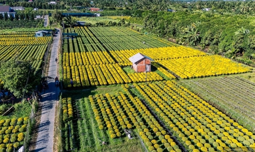 Nhộn nhịp vùng trồng hoa – cây cảnh Tết, giá cả ổn định