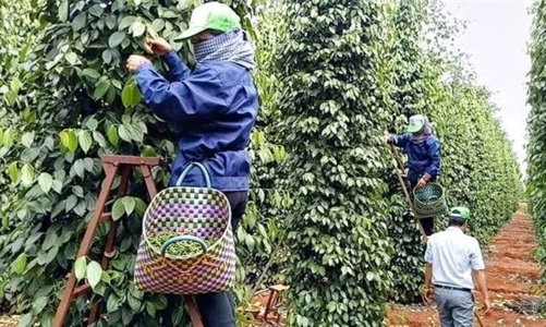 Xuất khẩu tiêu tiếp tục được giá cao trong năm 2025