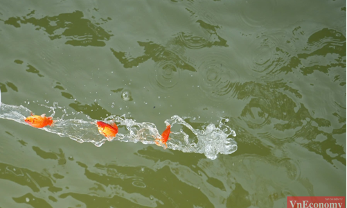 [Phóng sự ảnh]: Người Hà Nội lan tỏa thông điệp tích cực khi thả cá chép tiễn Táo quân về trời