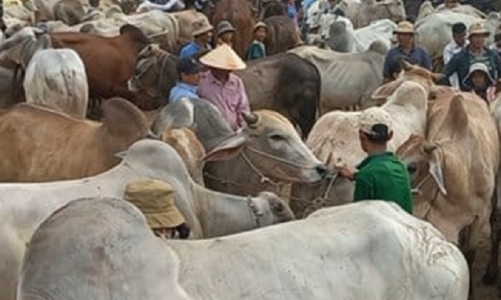 Nhập lậu gia súc hoạt động ngang nhiên, địa phương vẫn làm ngơ