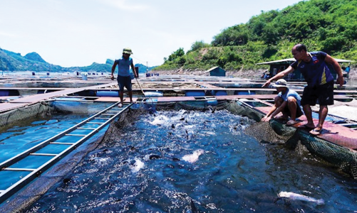 Cá Sông Đà xứng danh thương hiệu quốc gia