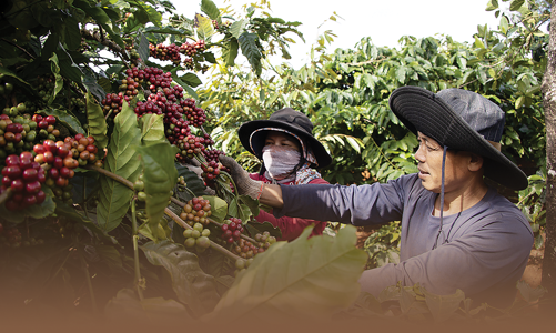 Xuất khẩu cà phê đạt kỷ lục 5,48 tỷ USD năm 2024 