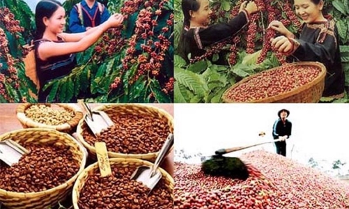 Xuất khẩu cà phê tháng đầu năm 2025: Khối lượng giảm, nhưng giá trị tăng mạnh