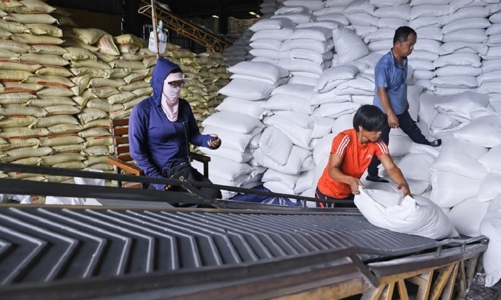Xuất khẩu gạo đầu năm 2025: Giá xuống thấp, doanh nghiệp lo lắng vì đơn hàng giảm mạnh