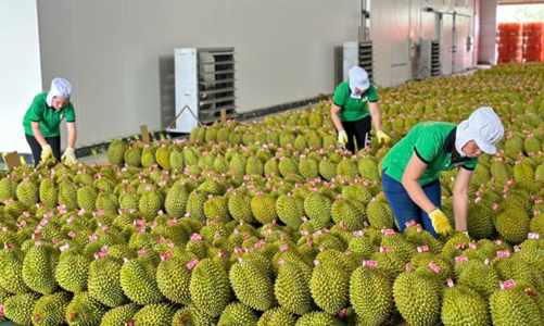 Xuất khẩu nông sản cần nhanh nhạy thích ứng những quy định mới của thị trường