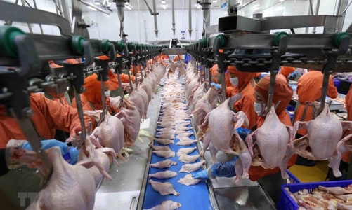 Các sản phẩm thịt gà Việt Nam sẽ sớm được nhập khẩu chính ngạch vào Singapore