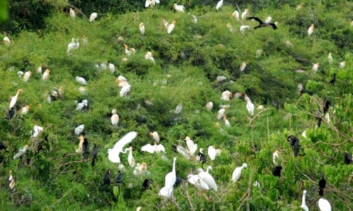 Thí điểm chi trả dịch vụ hệ sinh thái đất ngập nước