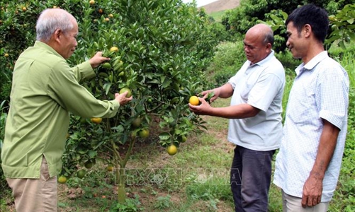 Phấn đấu đến năm 2030, hơn 1.200 người cao tuổi được hỗ trợ khởi nghiệp 