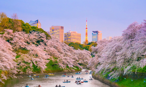 Sôi động tour ngắm hoa anh đào, xuất hiện nhiều điểm đến mới
