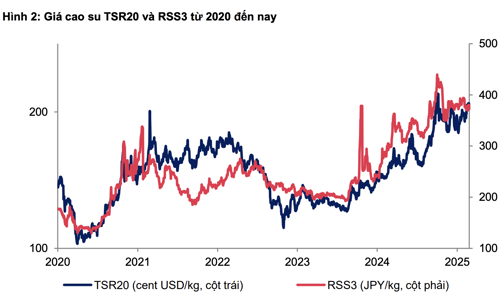 Cổ phiếu cao su bùng nổ, giá cao su được dự báo tăng mạnh năm 2025 theo thế giới