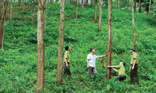 Đất lâm nghiệp vướng nhiều bất cập: Nông sản khó lọt vào EU