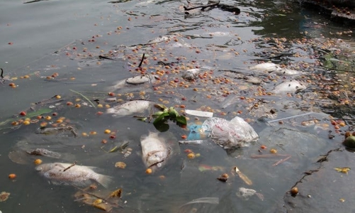 Hà Nội đầu tư gần 100 tỷ đồng làm sạch Hồ Tây