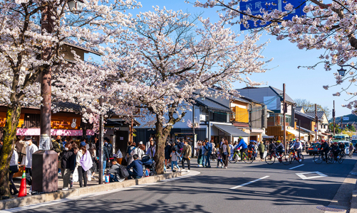 Nhật Bản chuẩn bị cho mùa hoa anh đào quá tải du lịch
