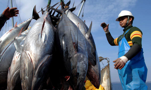 Xuất khẩu hải sản nguy cơ gặp khó tại thị trường Hoa Kỳ