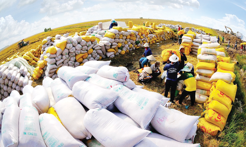 Xuất khẩu khởi sắc giúp hỗ trợ giá gạo phục hồi