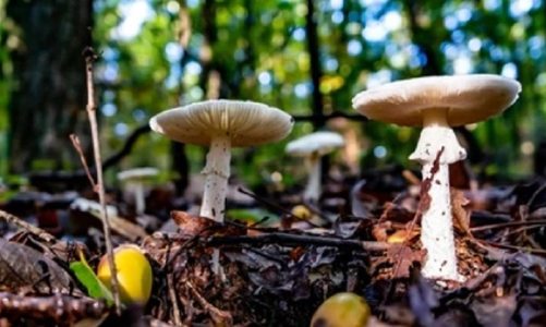 Tăng cường phòng chống ngộ độc thực phẩm có độc tố tự nhiên