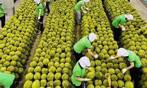 Giá trị xuất khẩu rau quả quý 1 giảm 11,3%