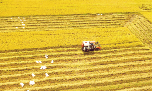 50 năm phát triển vượt bậc của ngành nông nghiệp Việt Nam