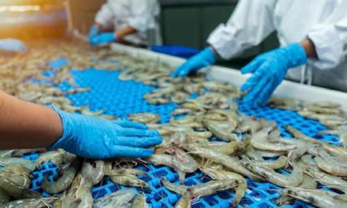 Xuất khẩu tôm trong quý 2 sẽ tăng mạnh do Hoa Kỳ đẩy mạnh tích trữ hàng