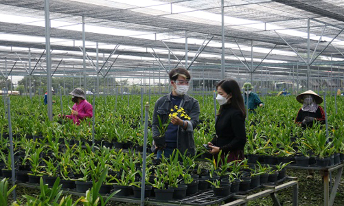 Hải Phòng đề xuất mỗi năm hỗ trợ 375 tỷ đồng cho phát triển nông nghiệp